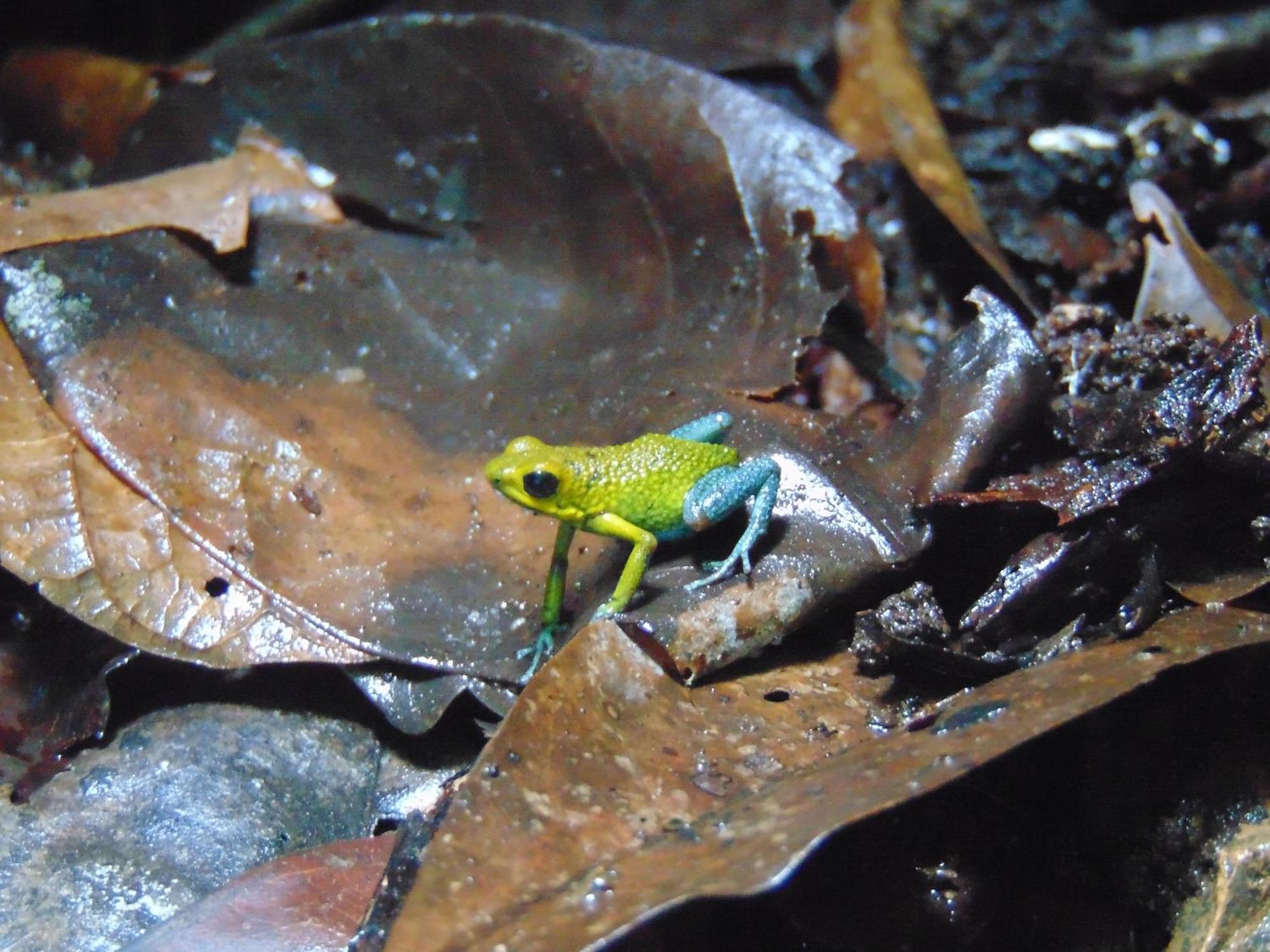 Hacienda Mil Bellezas - Private 40Ha Jungle Reserve Кепос Экстерьер фото